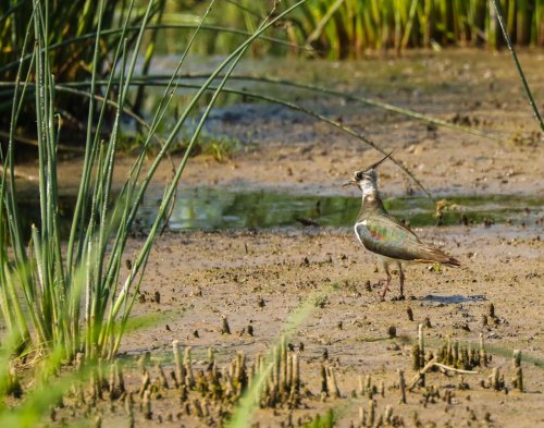 Ptačí park Střimická Výsypka 7  