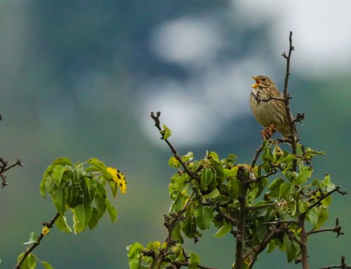 Ptačí park Střimická Výsypka 4  