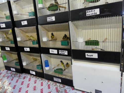 Itálie: SOR - 85. mezinárodní výstava a burza ptactva 4  