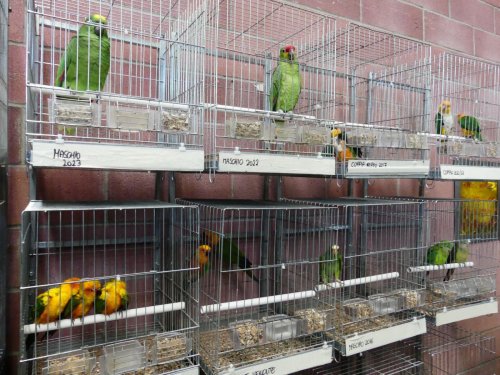 Itálie: SOR - 85. mezinárodní výstava a burza ptactva 1  