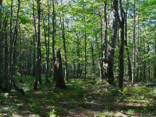 Slovensko - Senné, Medzibodroží, Tokaj 13  