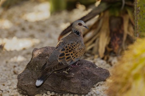 Kanárské ostrovy: Tenerife a La Gomera 10  