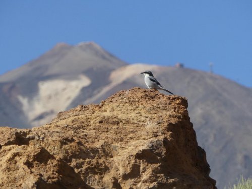 Kanárské ostrovy: Tenerife a La Gomera 1  