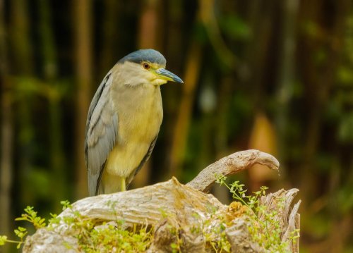 Kanárské ostrovy: Tenerife a La Gomera 12  