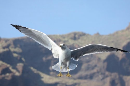 Kanárské ostrovy: Tenerife a La Gomera 15  