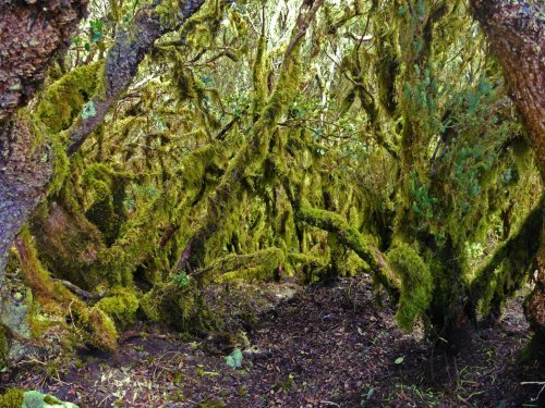 Kanárské ostrovy: Tenerife a La Gomera 16  