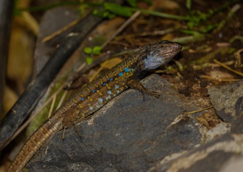 Kanárské ostrovy: Tenerife a La Gomera 22  