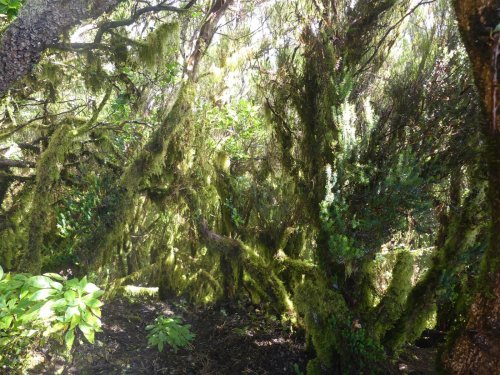 Kanárské ostrovy: Tenerife a La Gomera 20  