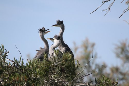 Camargue 11  