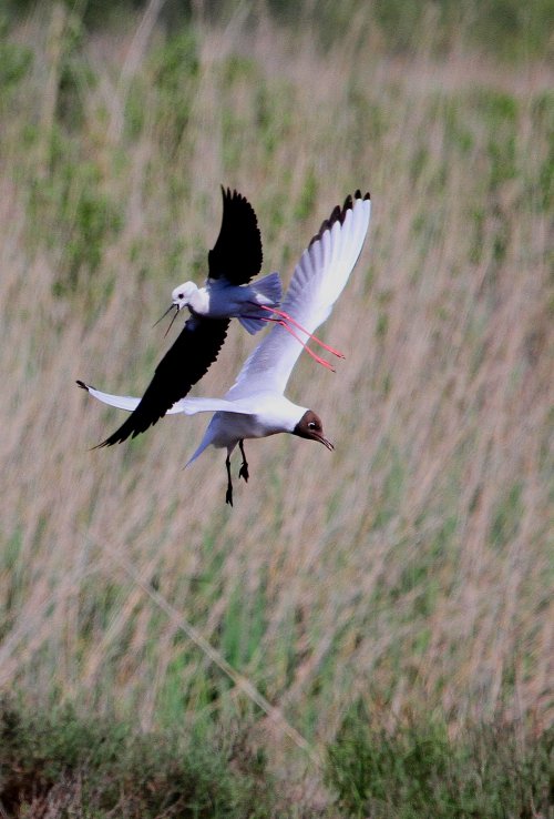 Camargue 1  