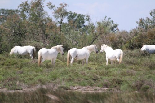 Camargue 13  