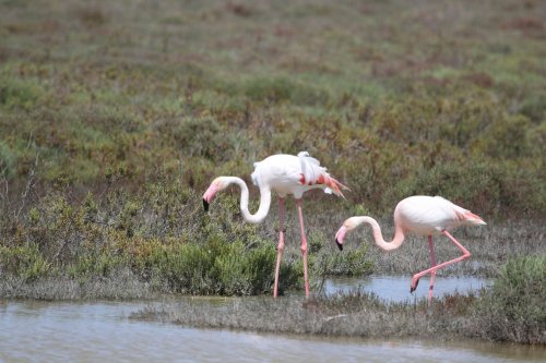 Camargue 4  