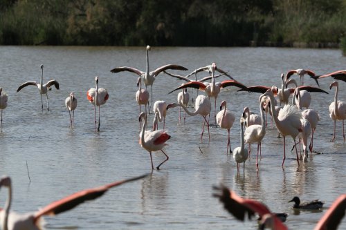 Camargue 10  