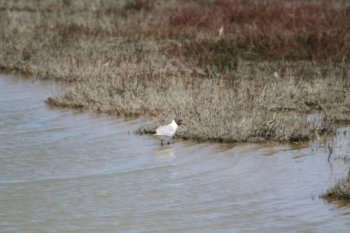 Camargue 2  