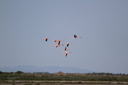 Camargue 5  