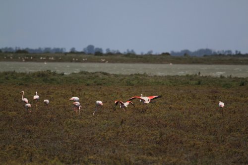 Camargue 3  