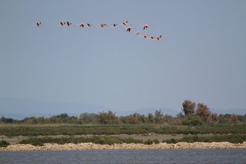 Camargue 7  