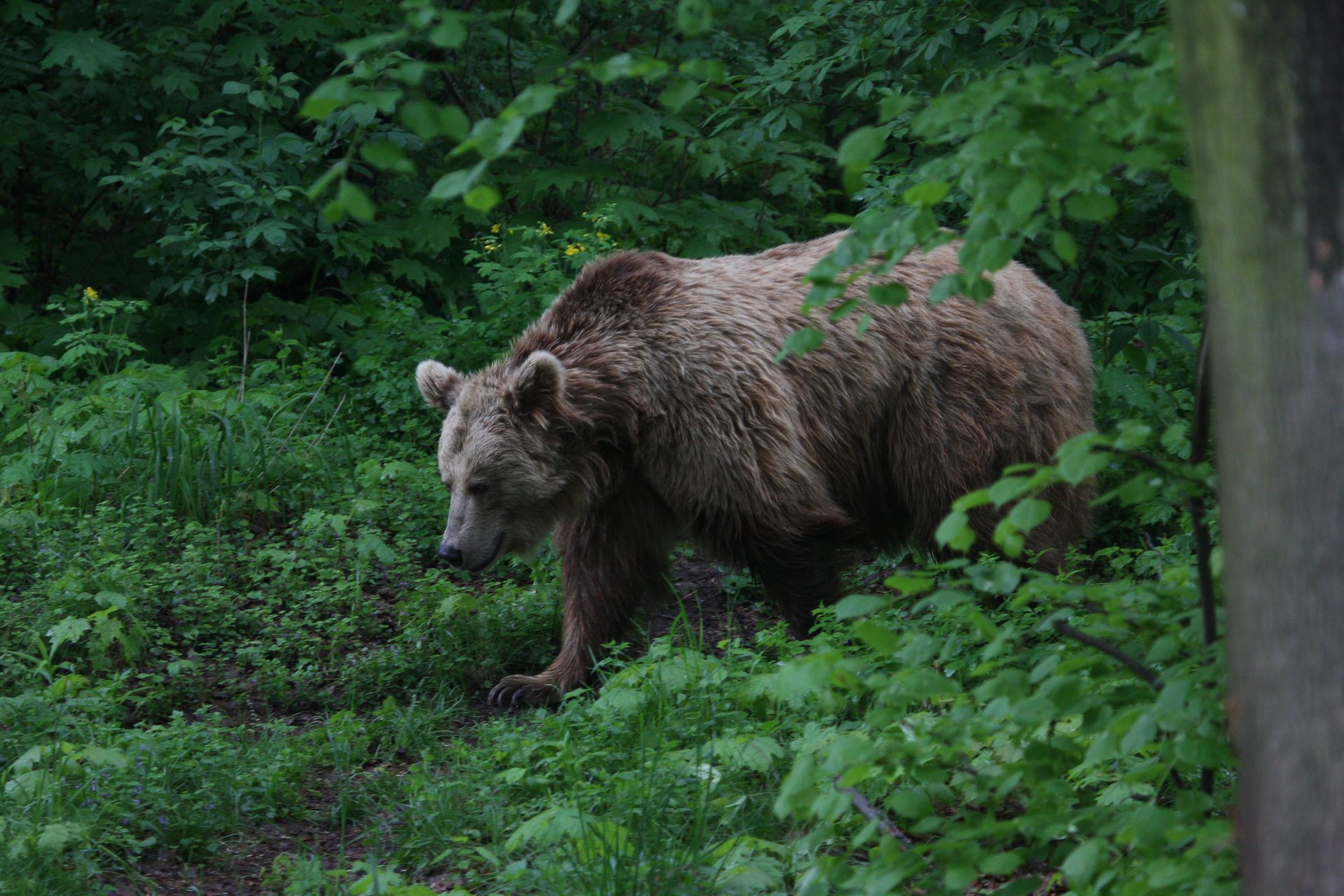 ZOO Polska